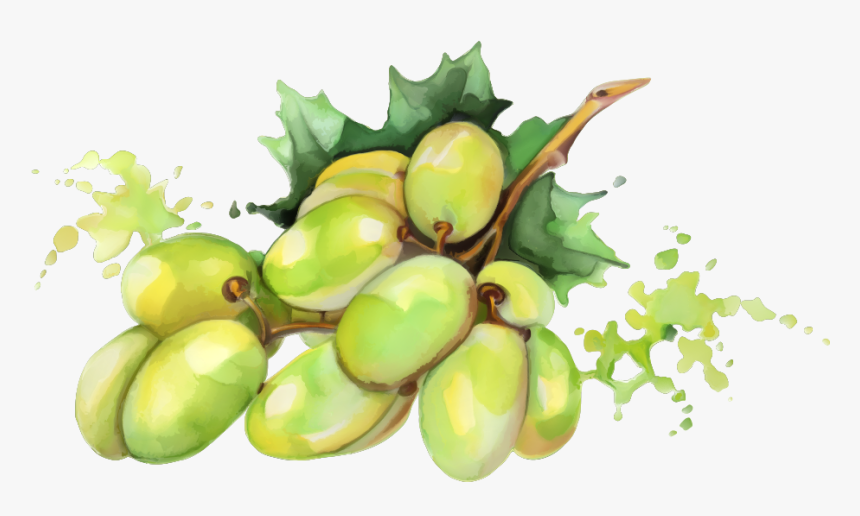 Mango Png No Background - Still Fruit Watercolor Drawing, Transparent Png, Free Download