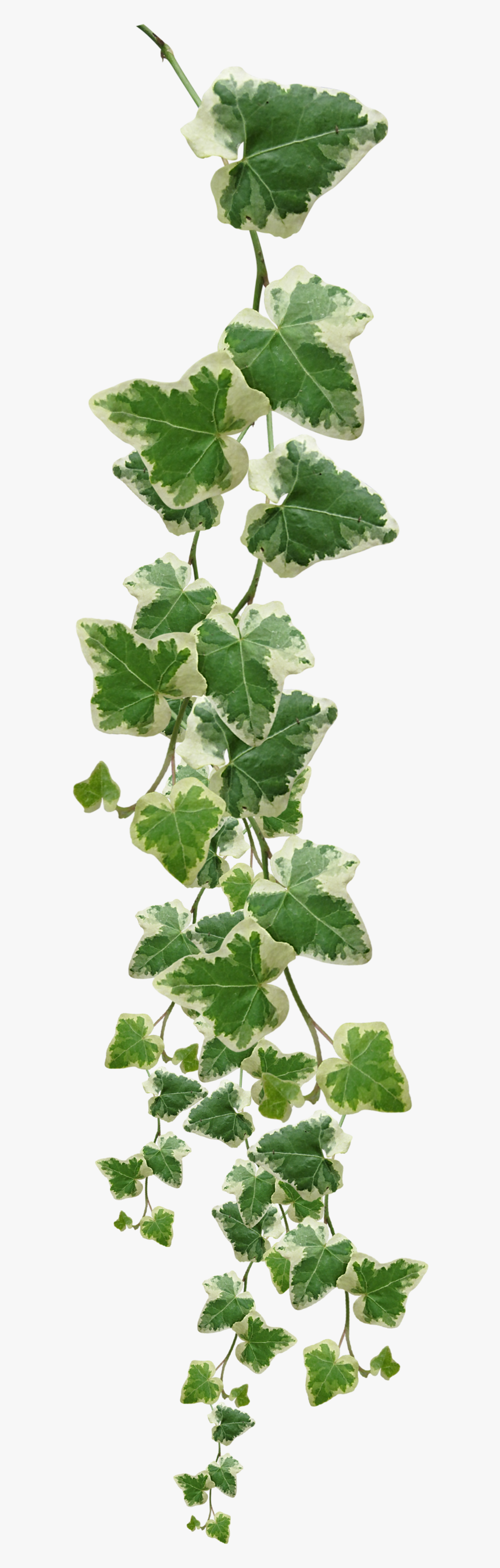 Common Ivy Vine Muscadine Grape Plant - Vine Plant Png, Transparent Png, Free Download