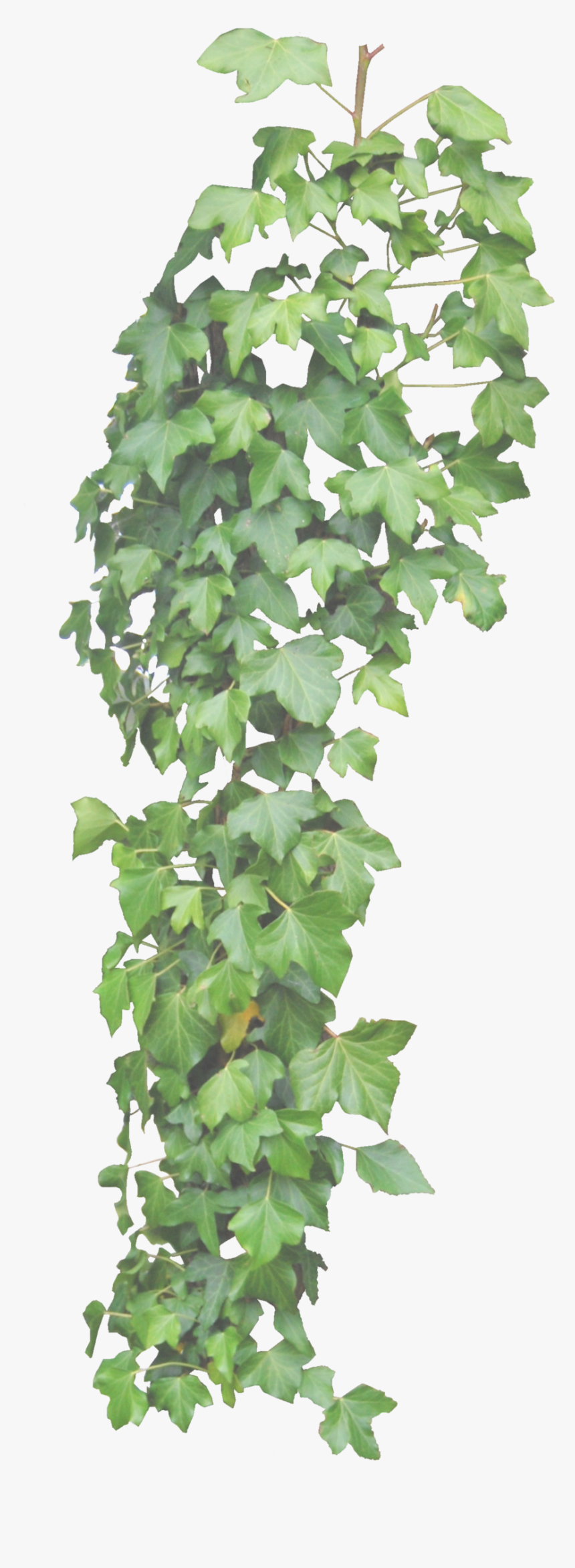 Flowering Family,sweet Gum - Ivy Png, Transparent Png, Free Download
