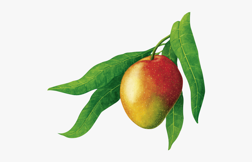 Mango Grafik, HD Png Download, Free Download