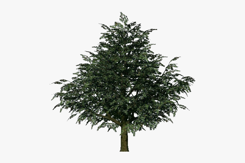 3d Trees Mango Acca Software Christmas Tree Hd Png Download