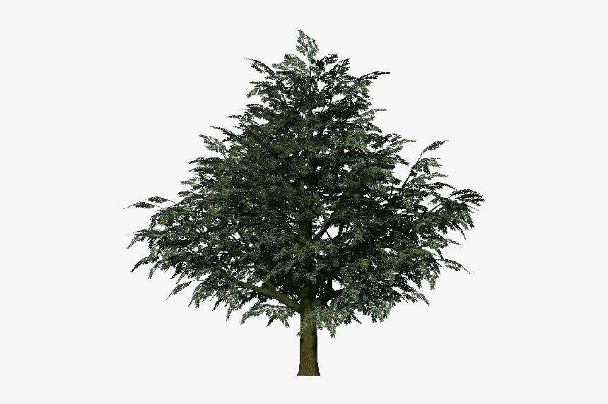 3d Trees - Mango - Acca Software - Christmas Tree, HD Png Download, Free Download