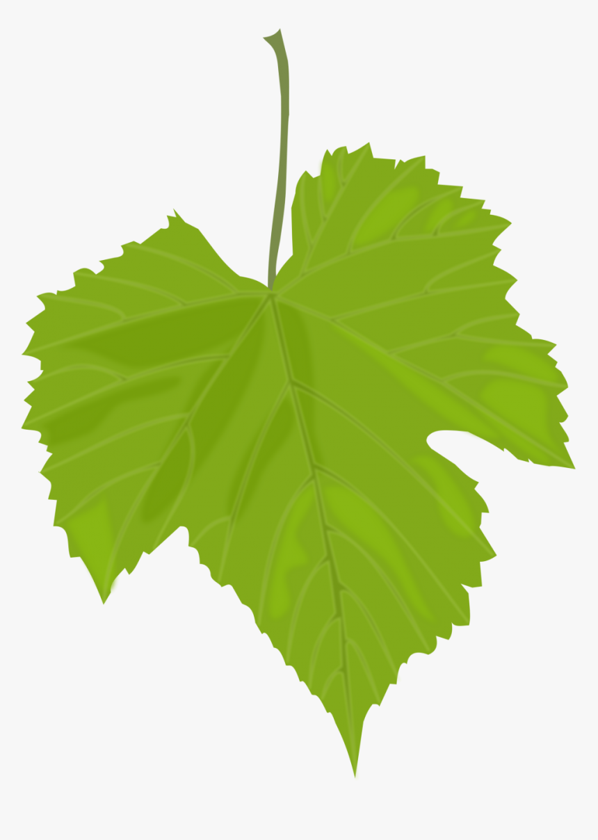 Grape Leaves Clip Art, HD Png Download, Free Download