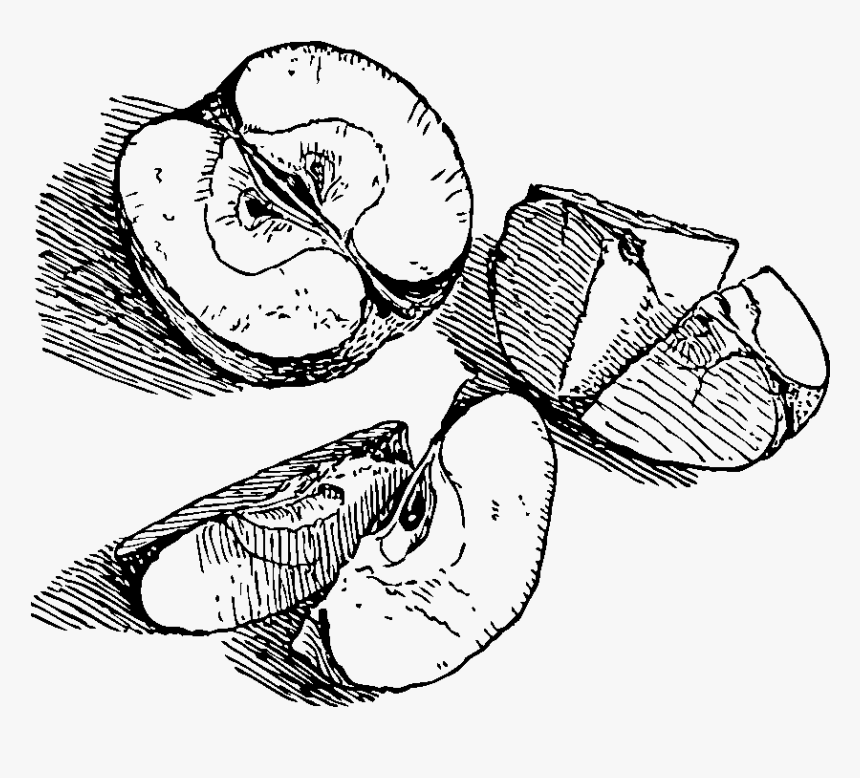 Apple Black And White Apple Fruit Free Clipart Names - Black And White Clipart For An Apple, HD Png Download, Free Download