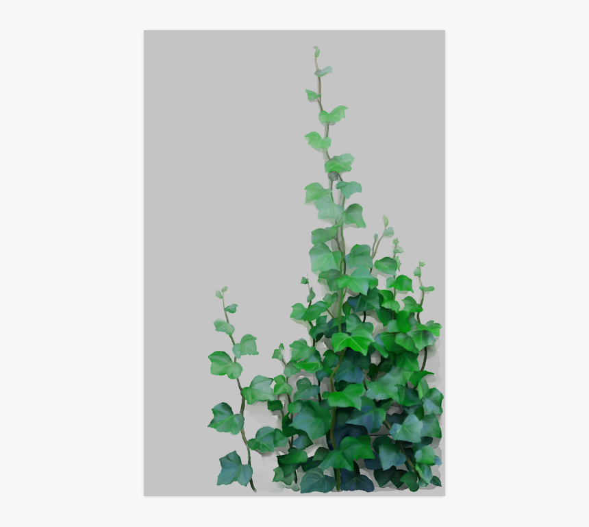 Vines, Climbing Plant Poster 22"x34" - Watercolor Vine, HD Png Download, Free Download