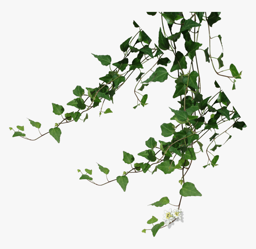 Transparent Ivy Vines, HD Png Download, Free Download