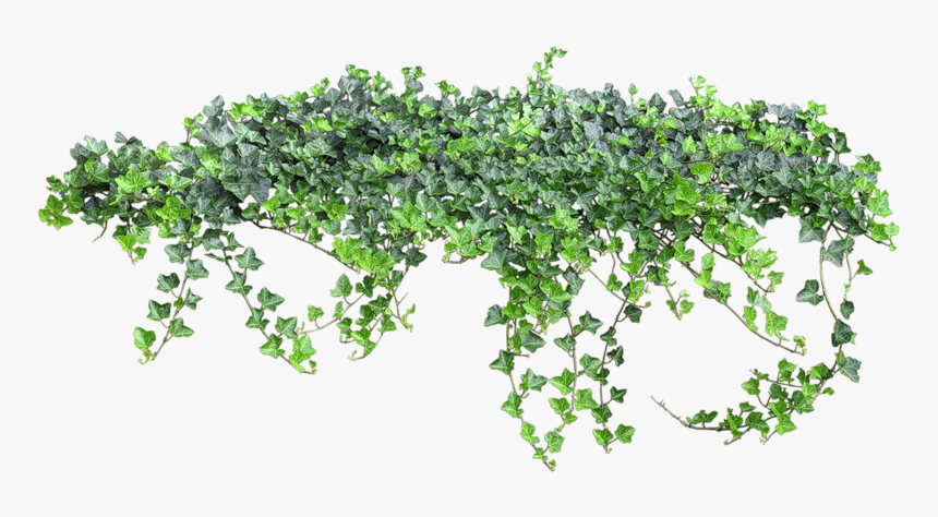 Ivy Transparent Background, HD Png Download, Free Download