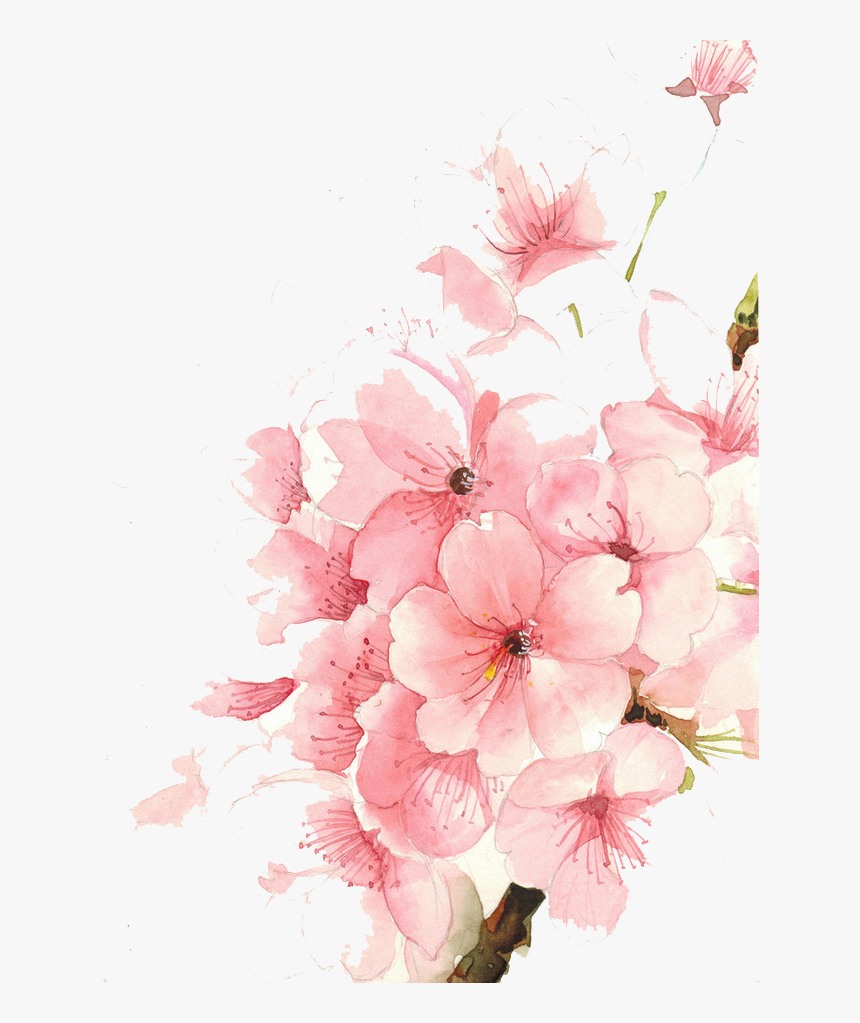 Watercolor Flowers Painting Drawing Watercolour Png - Transparent Cherry Blossom Watercolor, Png Download, Free Download