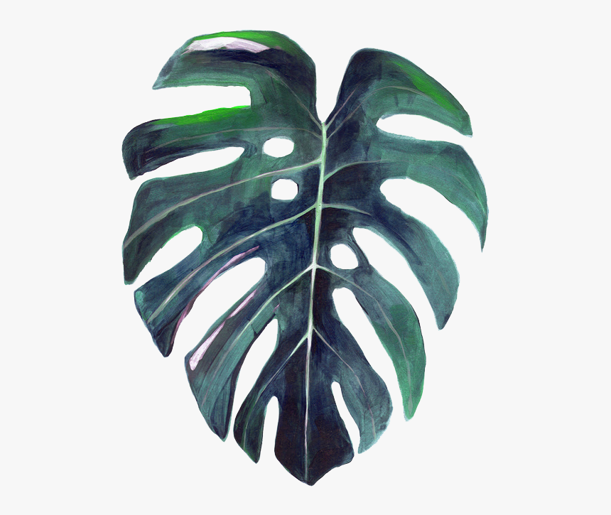 Watercolor Leaves Png - Swiss Cheese Plant Drawing, Transparent Png, Free Download