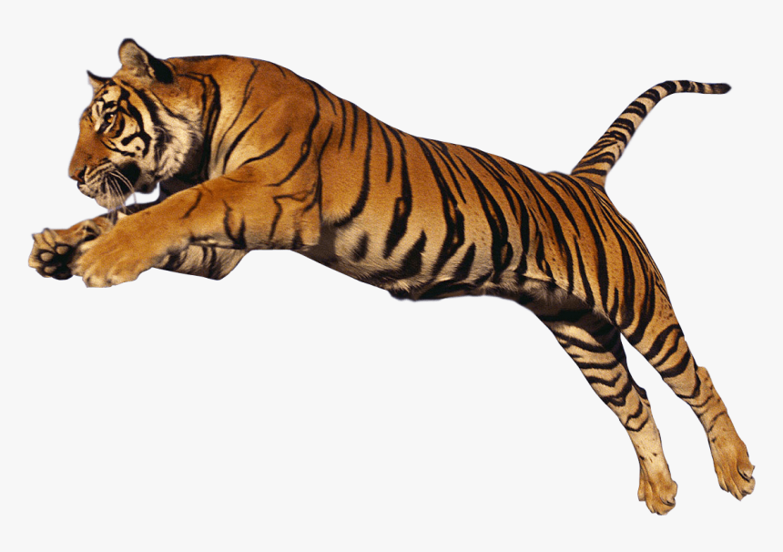 Tigre Salto Alto - Running Tiger Png, Transparent Png, Free Download