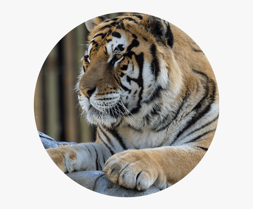 Tigres De Bengala, Río Safari - Siberian Tiger, HD Png Download, Free Download