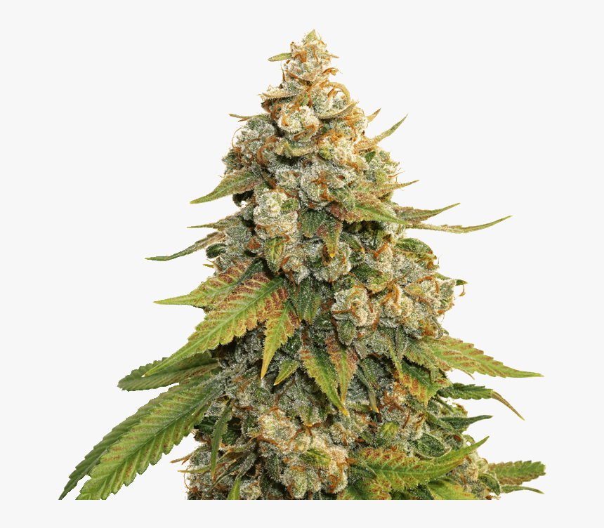 Golden Lemon Haze, HD Png Download, Free Download