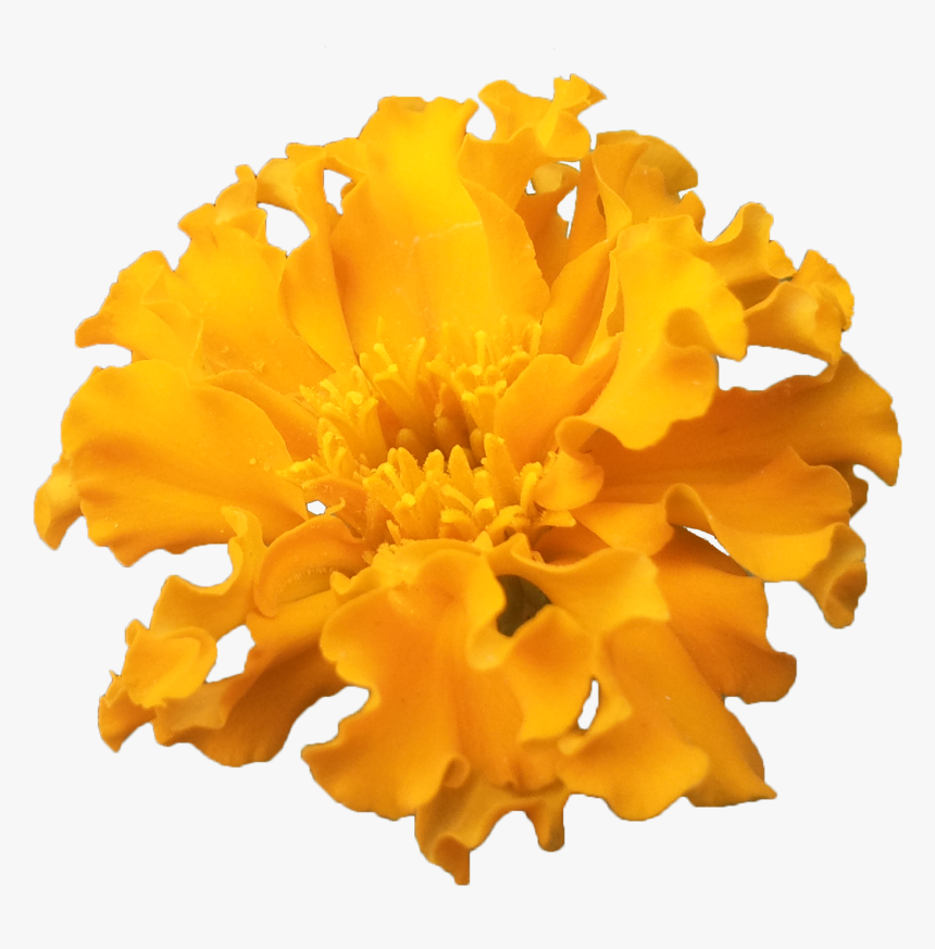 Corona De Flores Vintage - Tagetes Patula, HD Png Download, Free Download