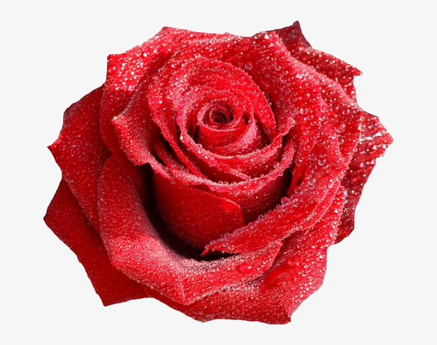 Transparent Dew Drops Png - Red Rose With Water Drops, Png Download, Free Download