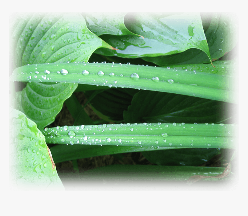 Drop, HD Png Download, Free Download