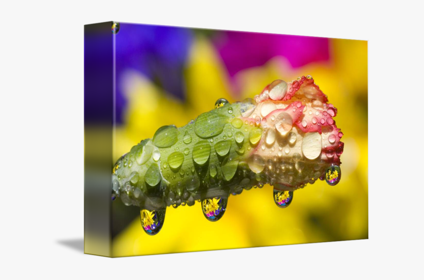 Dew Drops On Flowers - Drop, HD Png Download, Free Download