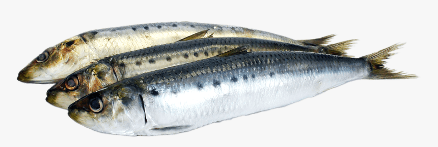 Transparent Fish - Scientific Name Of Sardine, HD Png Download, Free Download