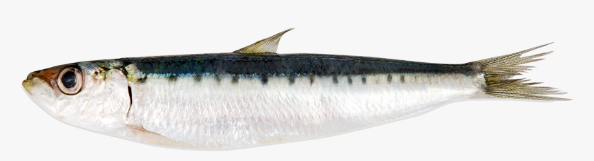 Sardine Fish, HD Png Download, Free Download