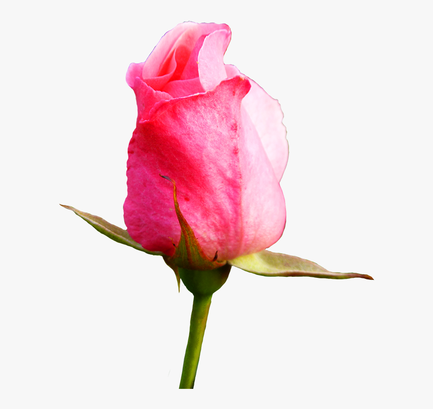 0 Kb, V - Rose Bud Flower Png, Transparent Png, Free Download