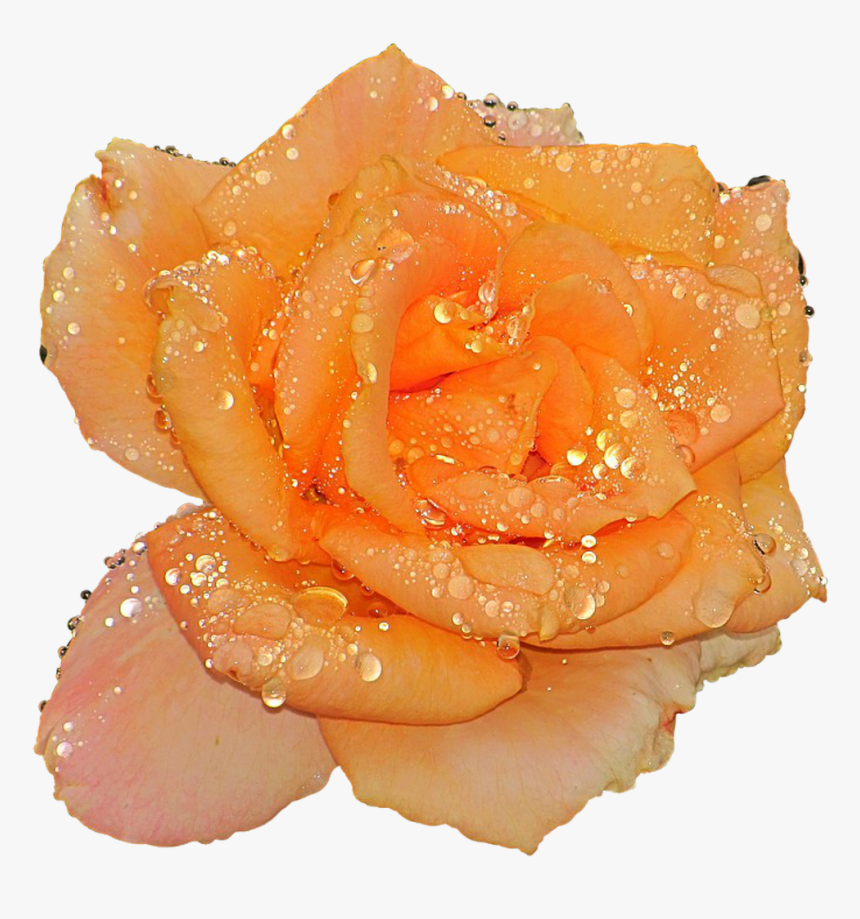 Roses With Water Drops Png, Transparent Png, Free Download