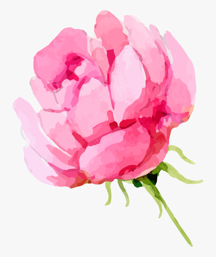 Watercolor Clipart Transparent Background - Transparent Background Peony Clipart, Hd Png Download - Kindpng