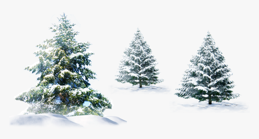 Polar Bear Christmas Tree Christmas Tree - Pine Tree Snow Png, Transparent Png, Free Download