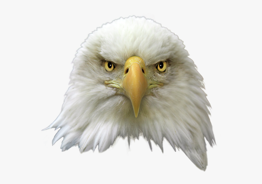 Transparent Eagle - Bald Eagle Head Png, Png Download, Free Download