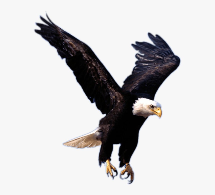 Transparent Background Eagle Logo, HD Png Download, Free Download