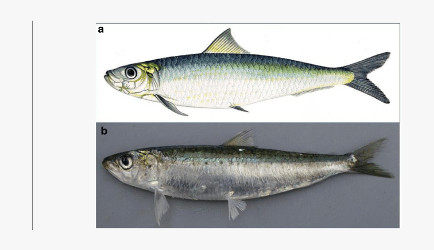 Sardina Pilchardus Walbaum 1792, HD Png Download, Free Download