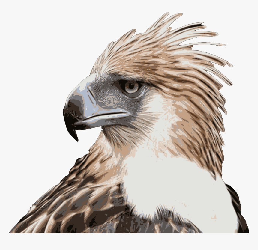 Transparent Philippine Eagle Clipart - Philippine Eagle High Resolution, HD Png Download, Free Download