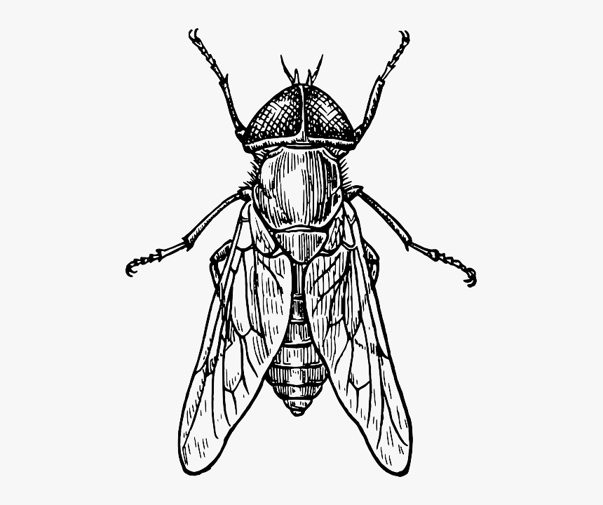 Line Drawing Of Insects, HD Png Download, Free Download
