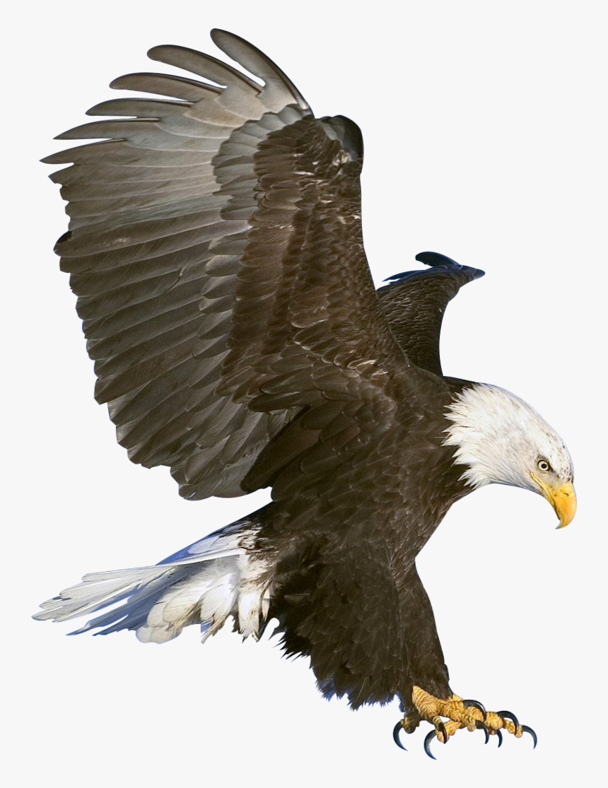 Eagle Png Image, Free Download - Eagle Png, Transparent Png, Free Download