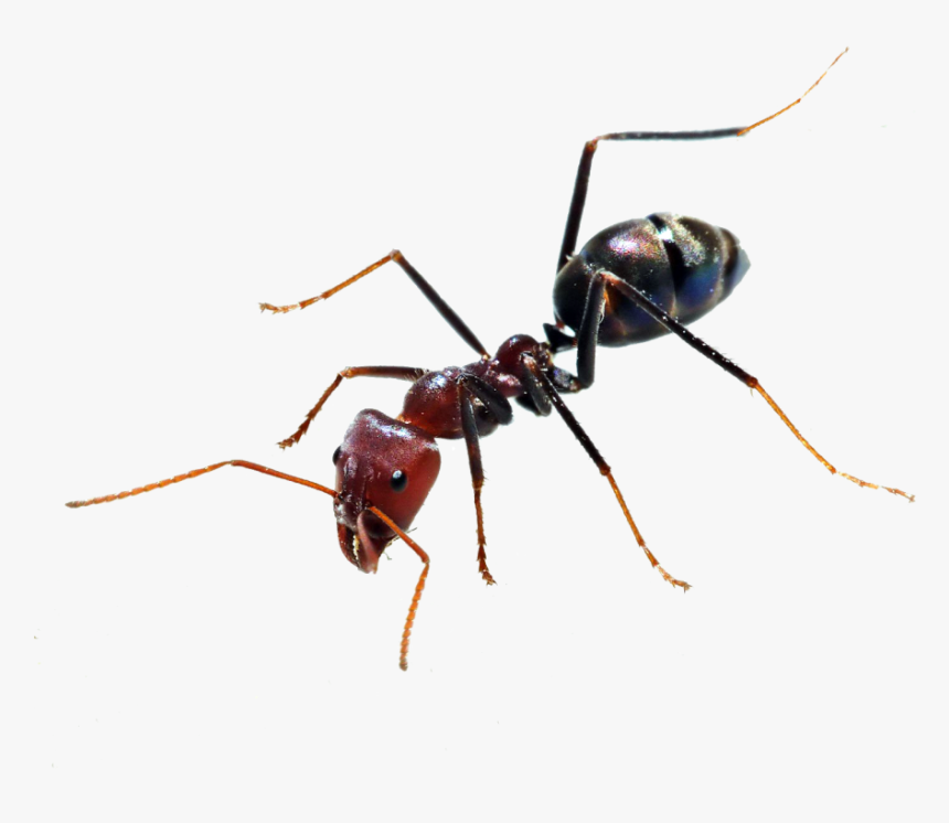 Transparent Background Ant Png, Png Download, Free Download