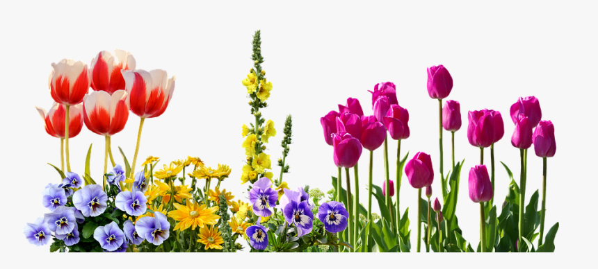 Pansy, Tulips, Spring, Flowers, Flower Bed, Plant - Transparent Spring Flower Clipart, HD Png Download, Free Download