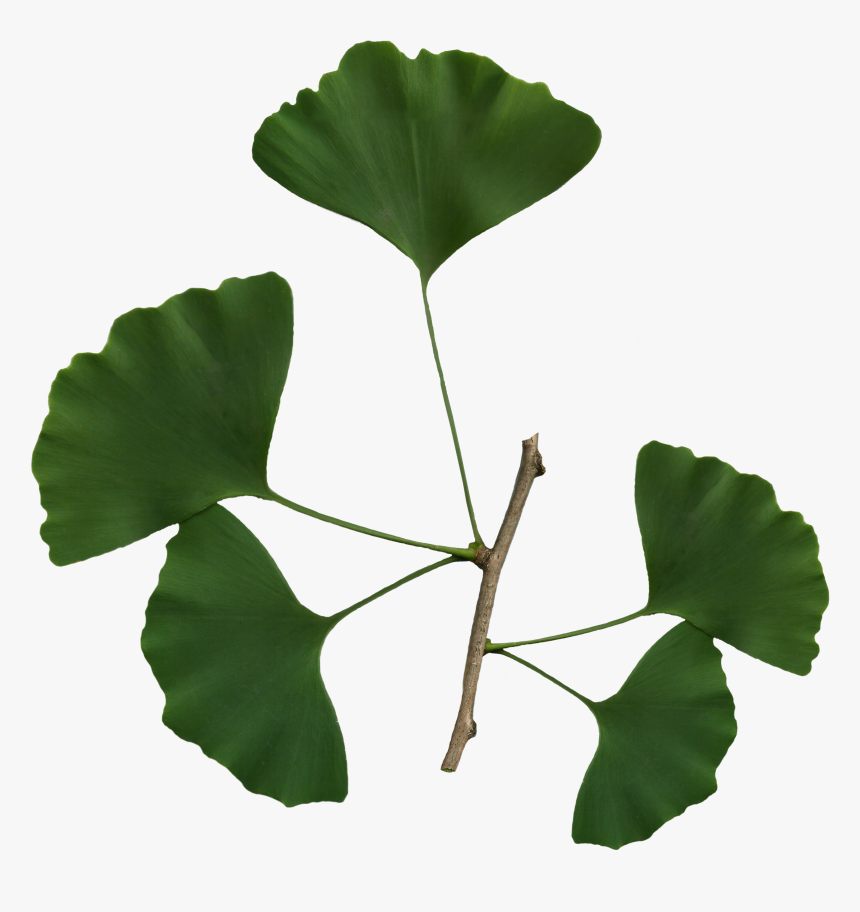 Ginkgo Biloba Scanned Leaves - Transparent Background Ginkgo Png, Png Download, Free Download