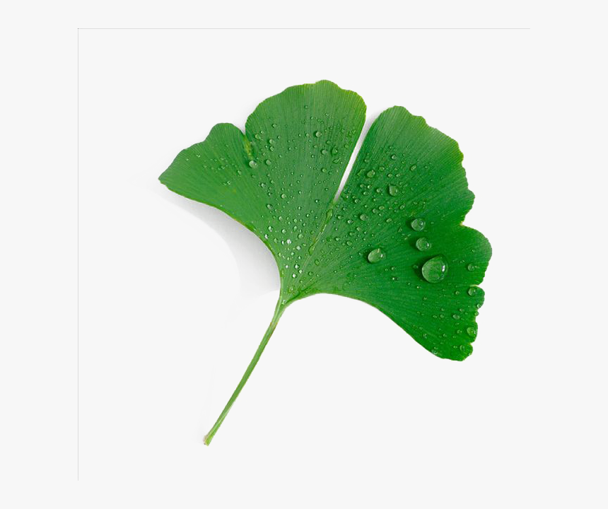 Transparent Ginkgo Tree Png - Ginkgo Leaf Png, Png Download, Free Download