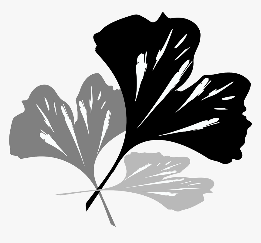 Transparent Ginkgo Tree Png - Ginkgo Blätter Schwarz Weiß, Png Download, Free Download