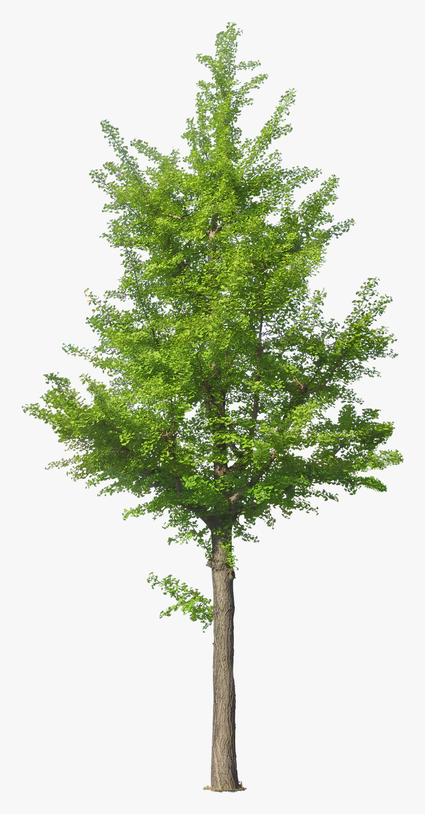 Tree Front View Png, Transparent Png, Free Download