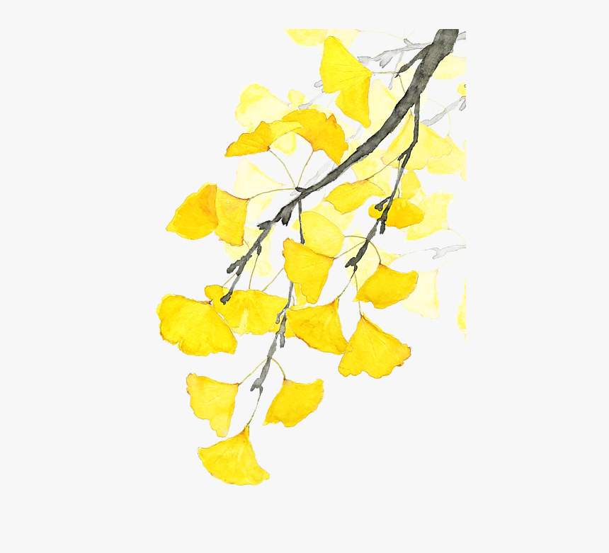Transparent Ginkgo Tree Png - Ginkgo Leaves, Png Download, Free Download