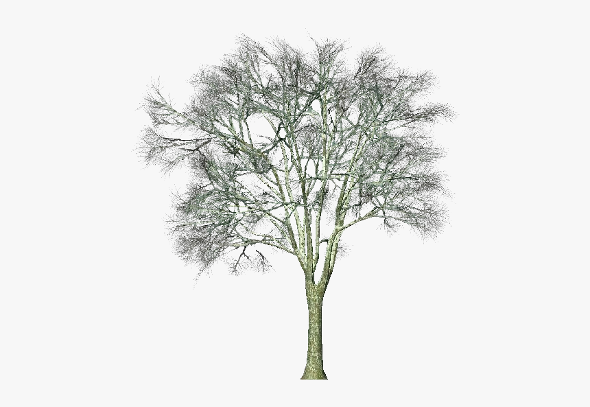 3d Trees - Ginkgo Biloba - Acca Software - Pond Pine, HD Png Download, Free Download