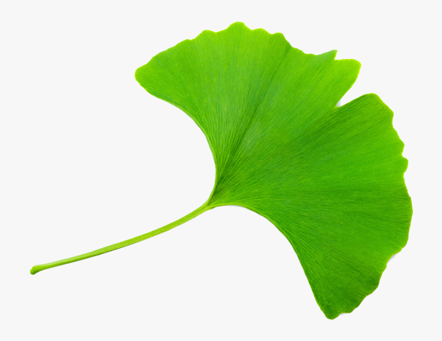 Transparent Ginkgo Leaf Clipart - Folha Do Ginkgo, HD Png Download, Free Download