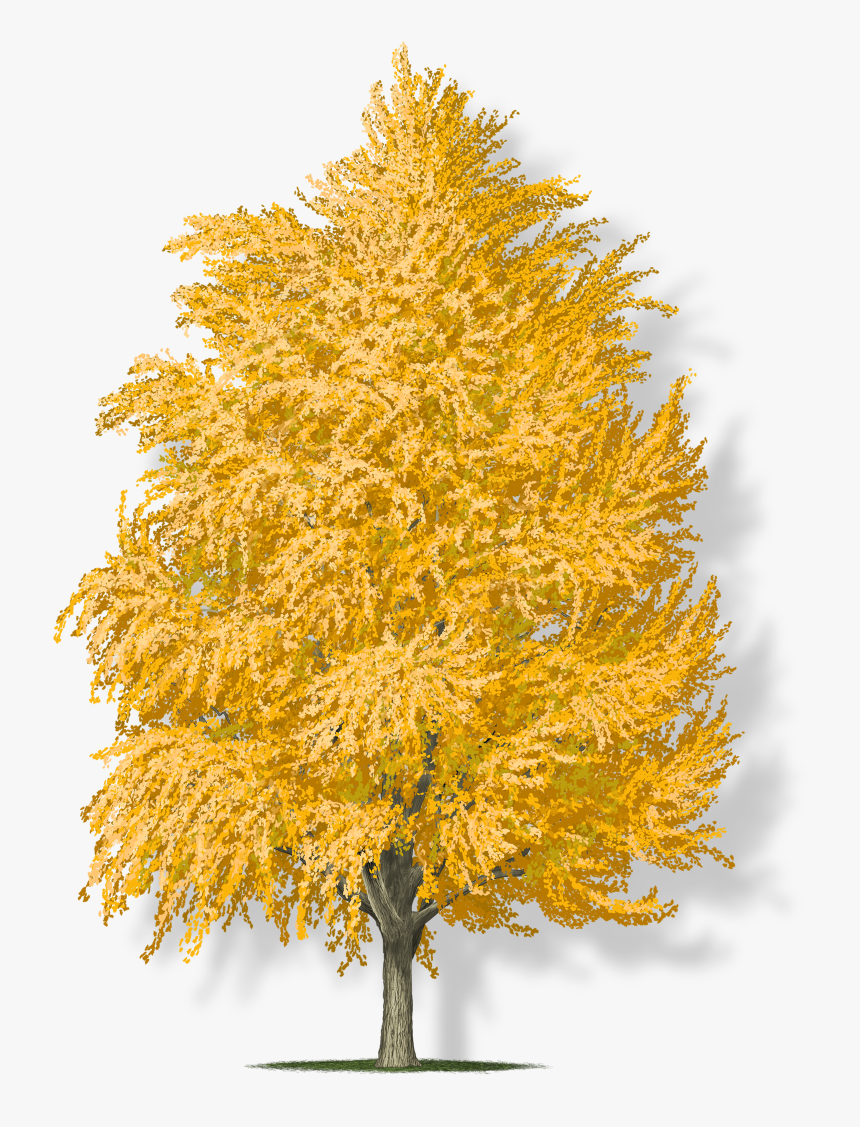 Maple, HD Png Download, Free Download