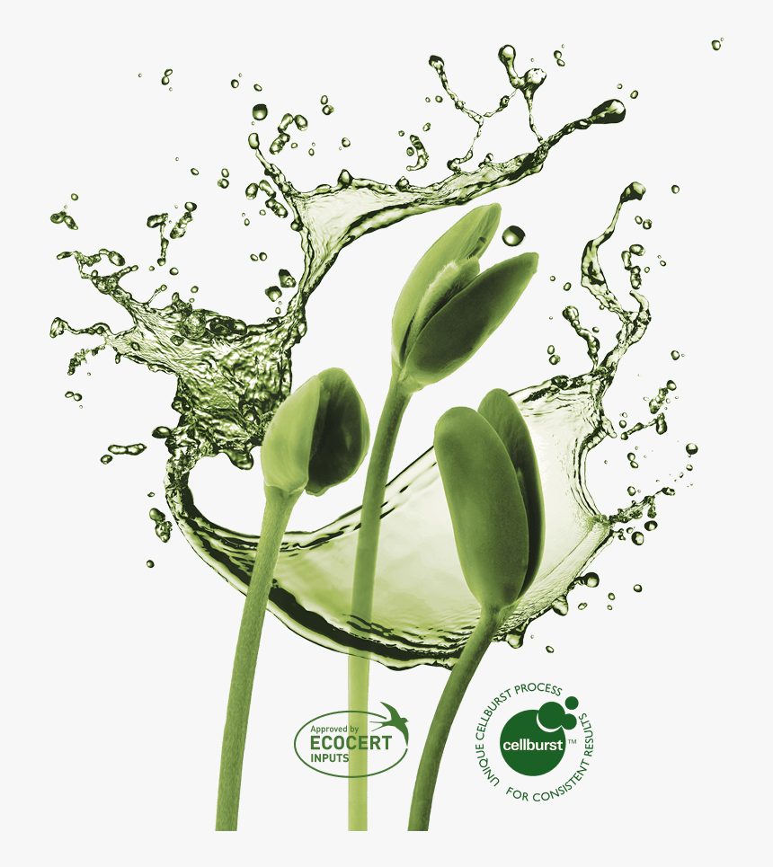 Plant Growth In Harmony With Nature - Water Splash, HD Png Download, Free Download