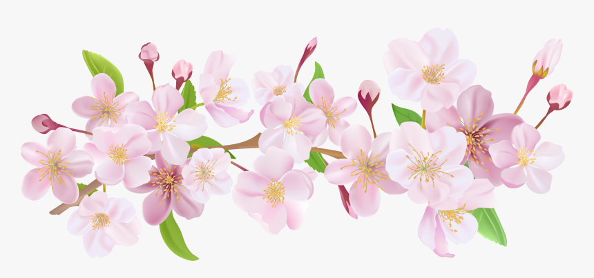 Clip Art Cherry Blossom Clip Art - Png Cherry Blossom Art, Transparent Png, Free Download