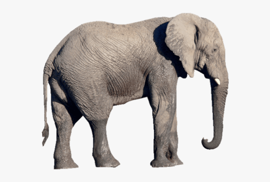 Elephant Png, Transparent Png, Free Download