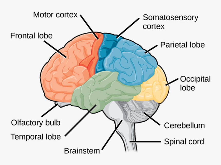 High brains