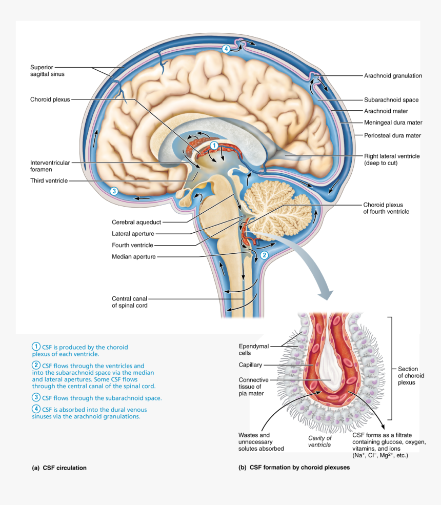 Location And Circulatory Pattern Of Cerebrospinal Fluid, HD Png Download, Free Download