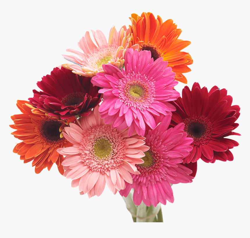 Barberton Daisy, HD Png Download, Free Download