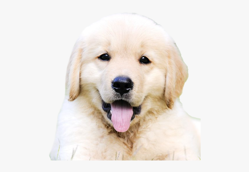 Golden Retriever Puppy Png Free Image - Dogs Golden Retriever Puppy, Transparent Png, Free Download