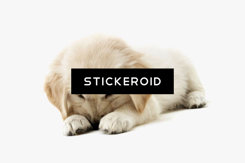 Golden Retriever Puppy Animals Dog - Golden Retriever Puppy, HD Png Download, Free Download